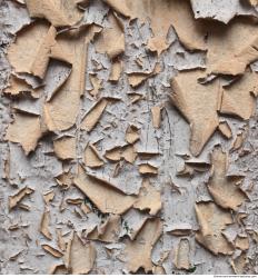 Photo Textures of Wall Plaster